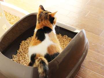猫砂やペットシートのイメージカット